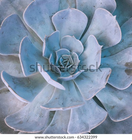 Natural background Cactus succulent plant.