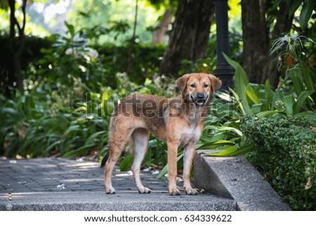 stray dog waiting for owner at park