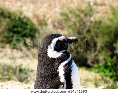Funny magellanic penguin enjoying the sun in the Punta Tombo reserve, Chubut.
