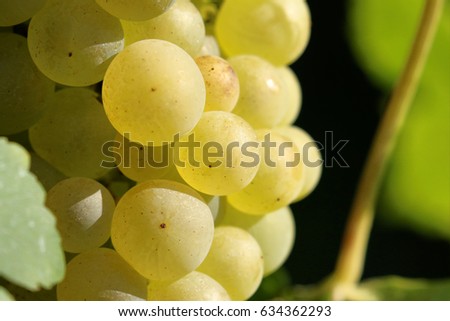 Grapes in Vineyard, Autumn, Suedbaden, Germany