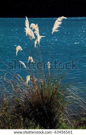 single reed against a blue sky