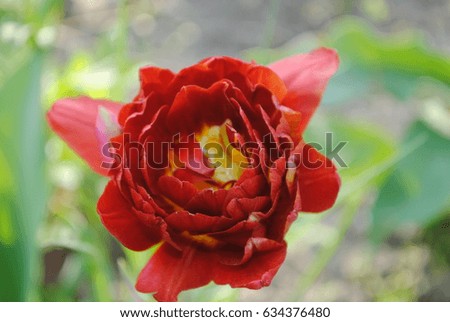 
Terry red tulip