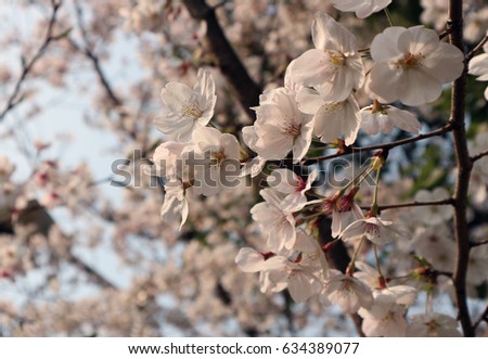Beautiful cherry blossoms in China close up focus, blur background.
