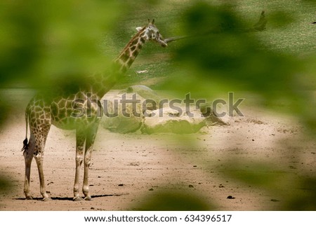 Giraffe Behind The Tree