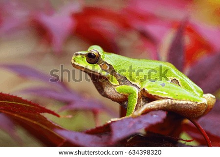 european green tree frog standing on leaves ( Hyla arborea )
