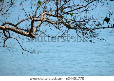 branches and the blue sea background