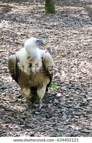 eagle on the ground in forest