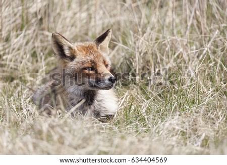 Red fox laying in grass