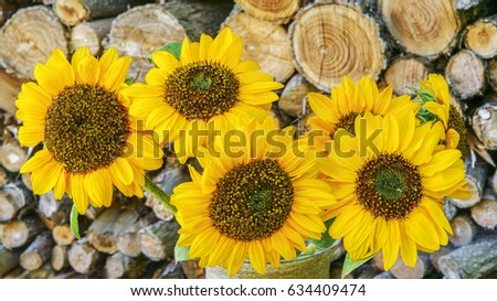 Autumn bouquet of sunflowers on background of woodpile. Closeup