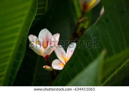 Plumeria Flower with Leaves use for Wallpaper or Background