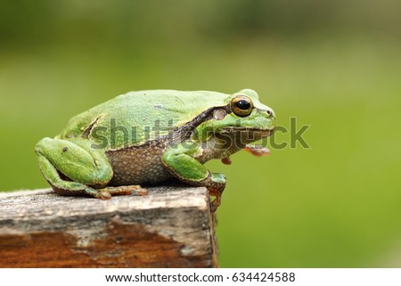 gorgeous european tree frog standing on wood stump, green out of focus background ( Hyla arborea )
