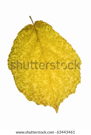 High Resolution yellow leaf of hazel bush