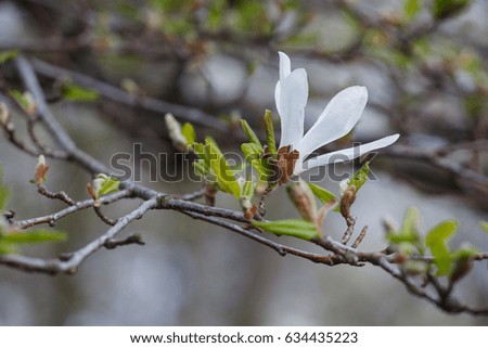 Cobbled magnolia flower on a branch in the park