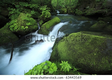 water spring in forest