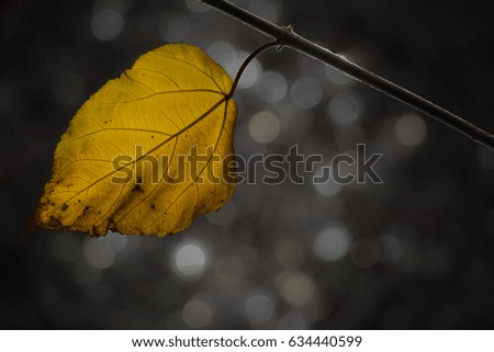 yellow leaf with glitter light background