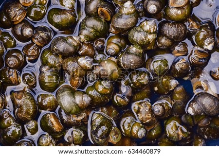 Fresh shells and fresh snails in local,Thailand 