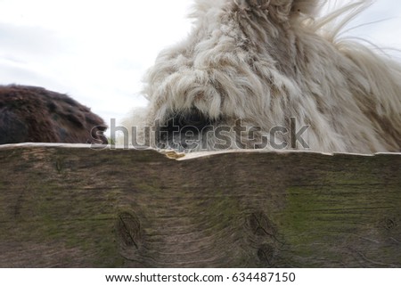 British Donkey looking at the camera from behind the fence