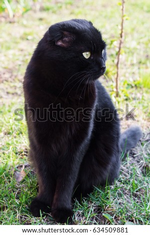 Beautiful black cat is sitting on the grass close-up. Candid photo