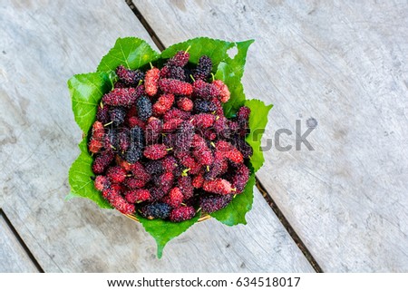 Close up on Mulberries