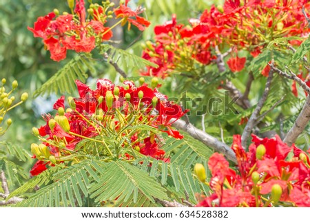 Red and orange flowers, Delonix regia; Flame Tree, Royal Poinciana on branch, with green leaves on tree blurred background, among bright sunlight, in Thailand.