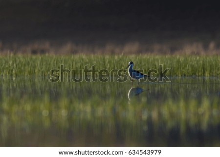 wetland nature and birds. Sunset light. Natural background 
Black winged Stilt / Himantopus himantopus