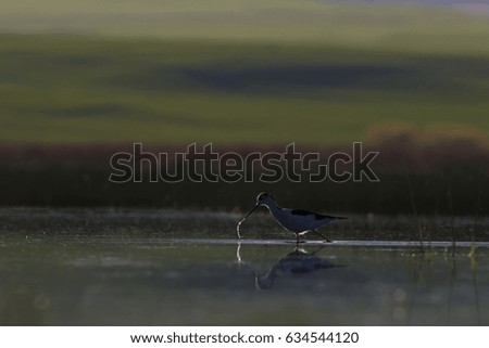 wetland nature and birds. Sunset light. Natural background 
Black winged Stilt / Himantopus himantopus