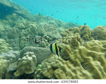 under the sea coral with blue ocean background