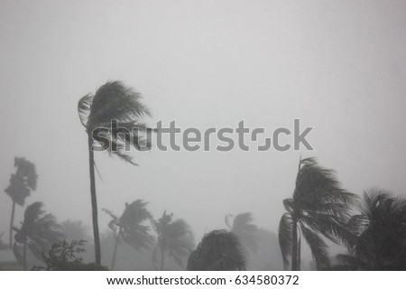 rain storm impact coconut tree,strong wind with gray sky before tornado,typhoon,or hurricane come. Royalty-Free Stock Photo #634580372