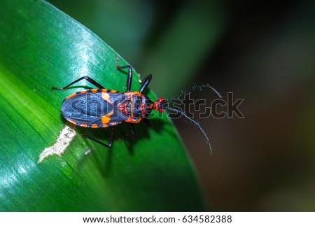 Red and black Assassin bug on a leaf, Pietermaritzburg, South Arica