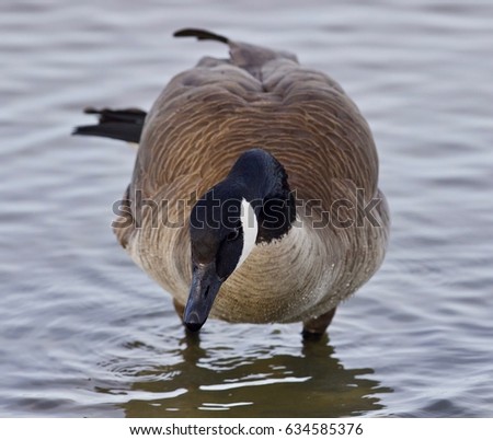 Beautiful background with a cute Canada goose