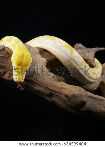 Albino Python coiling down