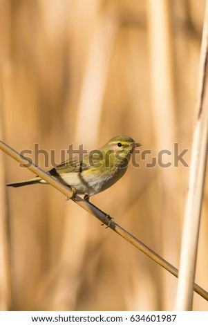 Cute yellow bird on reed. Yellow nature background
