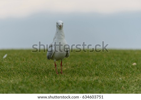 Seagull portrait on the lawn