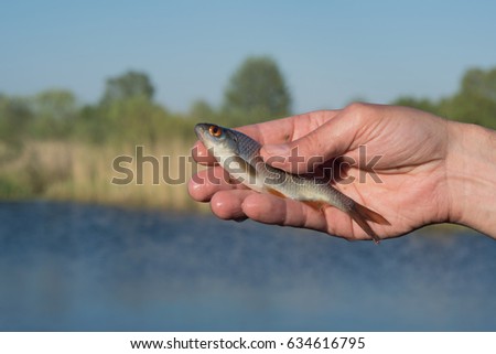 Fish roach in the hand of angler at shore