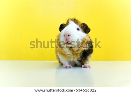 Cute guinea pig and yellow wall background.  A popular household Royalty-Free Stock Photo #634616822