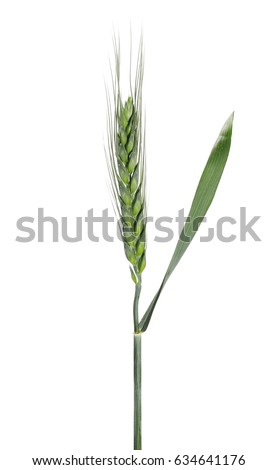 green ears of wheat isolated on white background, with clipping path
