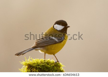 Great Tit, Parus major, black and yellow songbird sitting on the mossy tree branch, little bird in nature forest habitat, clear grey background, Germany. Detail head portrait of bird.