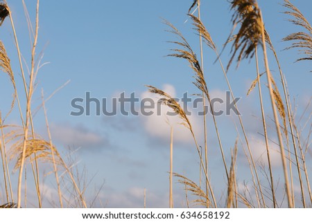 Dry plants moved by the wind