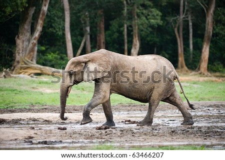 The African Forest Elephant (Loxodonta cyclotis) is a forest dwelling elephant of the Congo Basin. Royalty-Free Stock Photo #63466207