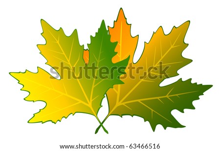 White background with autumnal leave. Vector.