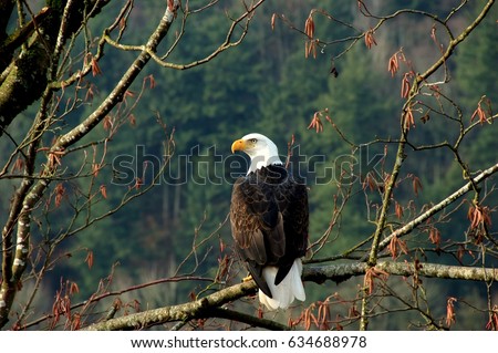 Bald Eagle in Canada. Royalty-Free Stock Photo #634688978