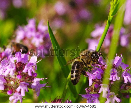 Bee on the  flower on green background