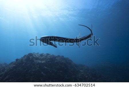 Cornet fish swimming off the north shore of Hawaii