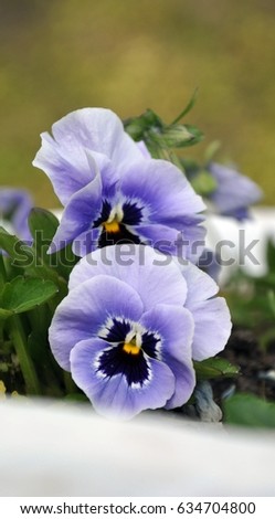 Violet Pansy closeup on blurred background 