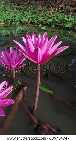 lotus pink . lotus pink flower on top view and side view image