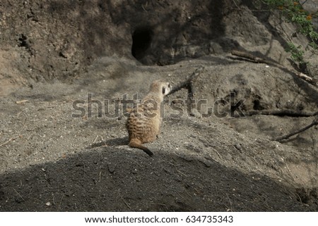 Meerkat playing