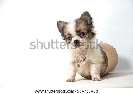 puppy Chihuahua dog