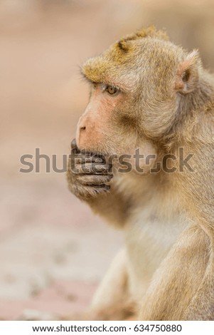 Thai monkey Eating food