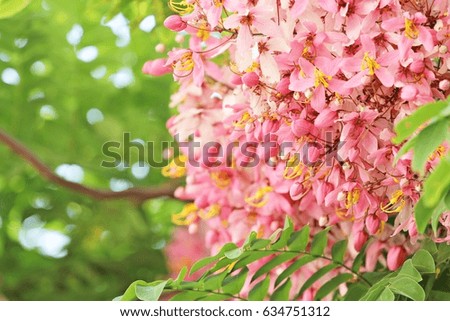 Beautiful Pink Cassia on tree with nature background, Cassia bakeriana flower