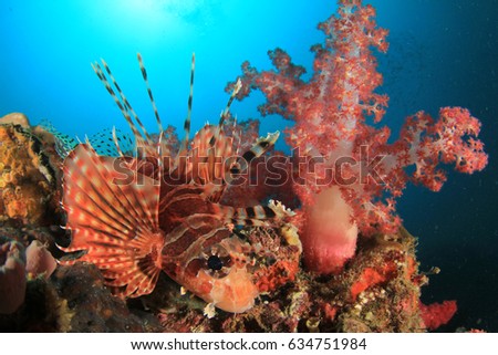Dwarf Lionfish fish and coral
